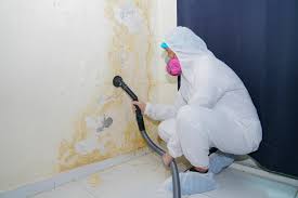 Professional Mold Removal & Remediation in Ocoee, FL